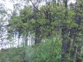 vogel